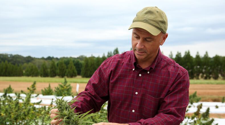 Tim Coolong, an associate professor of horticulture at the University of Georgia, examines hemp being grown at UGA’s Durham Horticulture Farm in Watkinsville. With the Hemp Farming Act signed last year, the university is researching how to grow hemp in Georgia’s climate and whether it will be viable for farmers. (Photo/Austin Steele for the Atlanta Journal-Constitution)