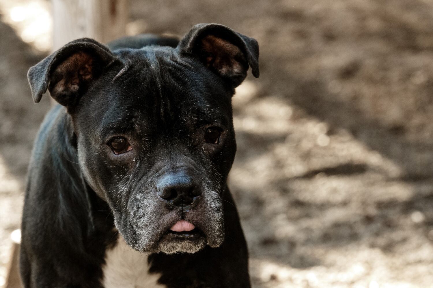 Photos: Adoptable Friends from PAWS Atlanta