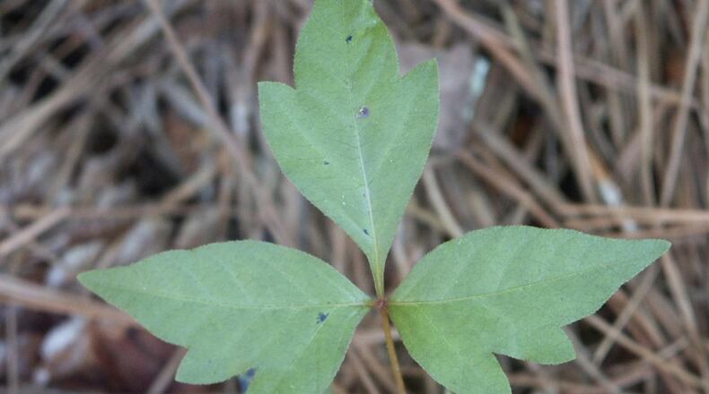 Poison ivy is easy to identify: Note the telltale “leaves of three,” the lack of thorns, and that the two outer leaflets are both asymmetrical across the midvein. CONTRIBUTED BY WALTER REEVES