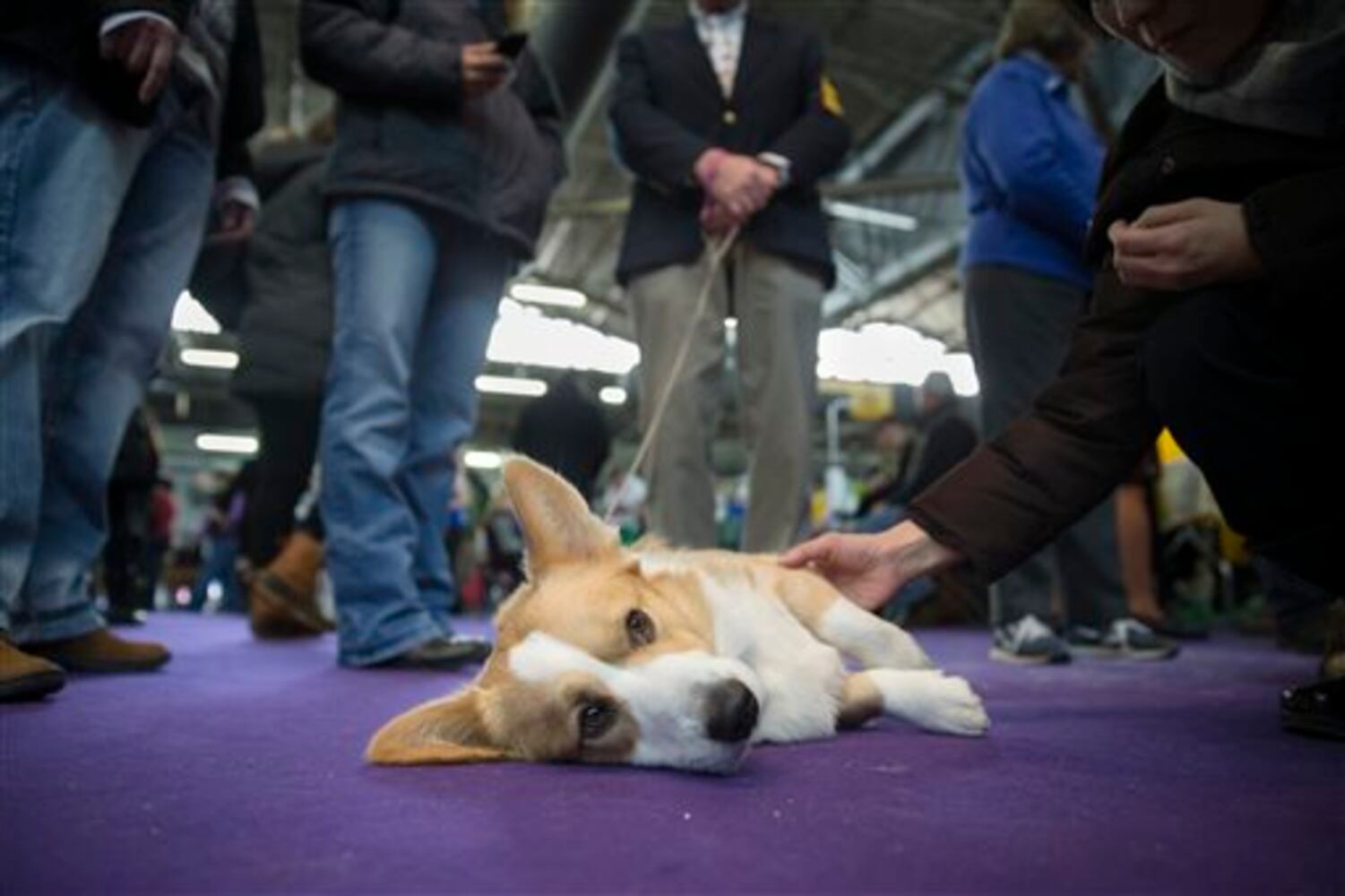 2014 Westminster Dog Show