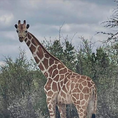 This undated image provided by Vic Jones shows Gracie, a giraffe whose owner says went missing in Texas, in Uvalde County, Texas. (Vic Jones via AP)