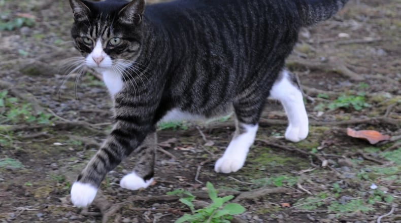 A headline in the April 1 edition of Dunwoody's The Crier newspaper reads, "Ross seeks cat park with cat-to-cat interface." (Wikimedia Commons)