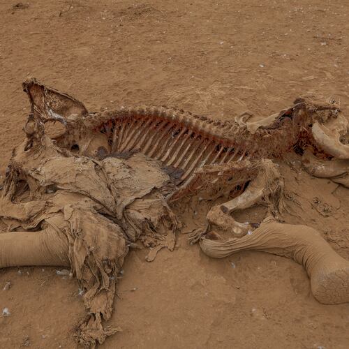 The carcass of an elephant suspected to have died from pesticide poisoning lies in the Kitenden village, on the outskirts of Amboseli National Park in Kajiado County, Kenya, Thursday, Aug. 6, 2026. (AP Photo/Andrew Kasuku)