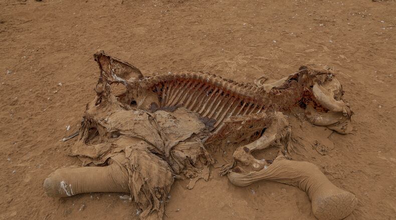 The carcass of an elephant suspected to have died from pesticide poisoning lies in the Kitenden village, on the outskirts of Amboseli National Park in Kajiado County, Kenya, Thursday, Aug. 6, 2026. (AP Photo/Andrew Kasuku)