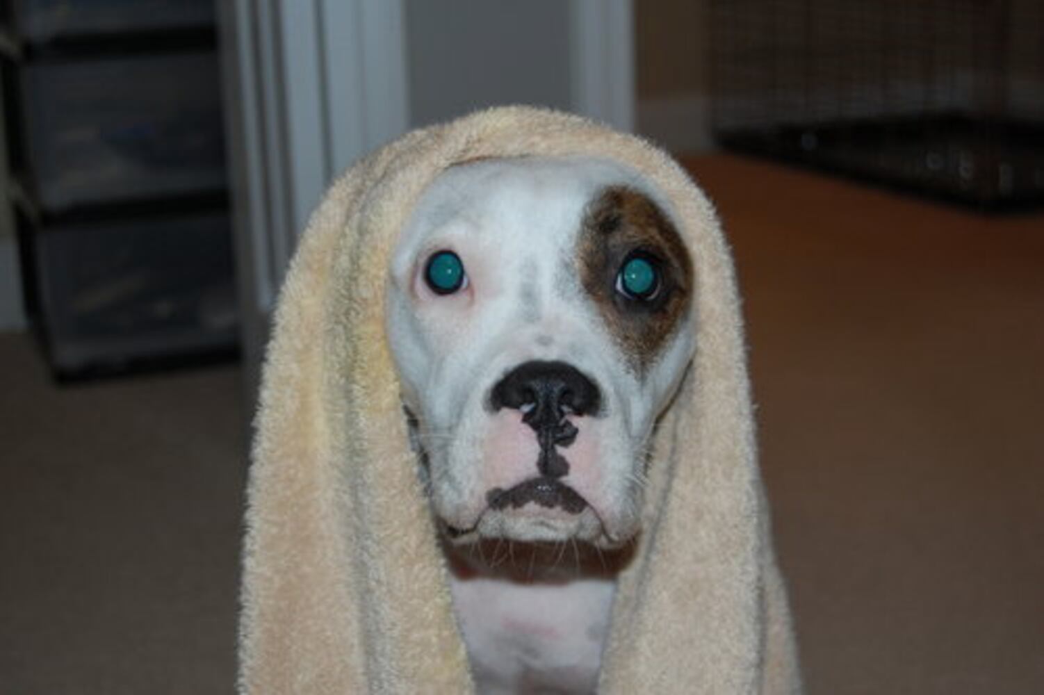 Bath time! Our pets get clean 2