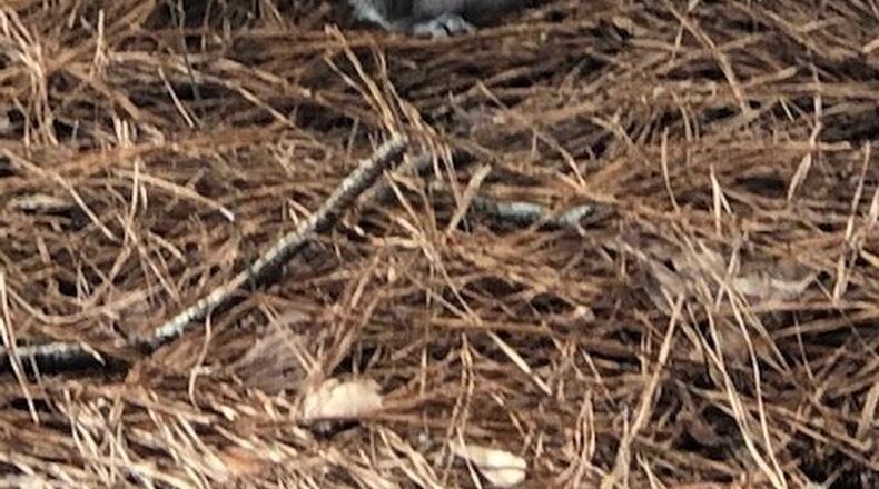 Velma Brown Rice took this photo of a squirrel at Callaway Gardens.