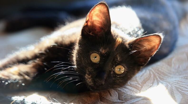The family of North Carolina Gov. Roy Cooper adopted a tortoiseshell kitten, similar to the one pictured.