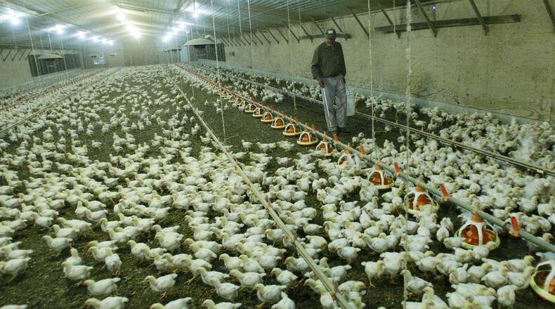 Young broilers are seen in a Georgia chicken house in 2012. The state announced Monday, March 27, 2017, that a low pathonegic strain of avian flu was discovered in a Georgia chicken processing plant. BOB ANDRES BANDRES@AJC.COM
