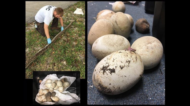 A contractor for the Florida Fish and Wildlife Conservation Commission found a 12-foot-4-inch python as it was laying 39 eggs in the Everglades, officials said on Friday, June 16, 2017.