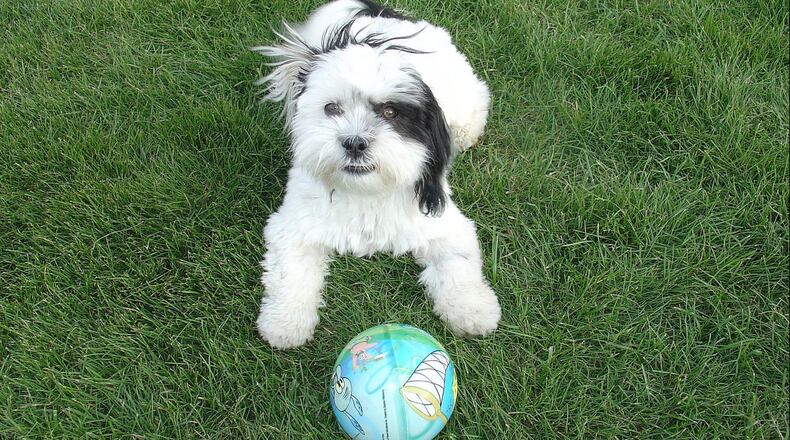 A Shih Tzu puppy like this one was stolen from a Petland store in Kennesaw this week.