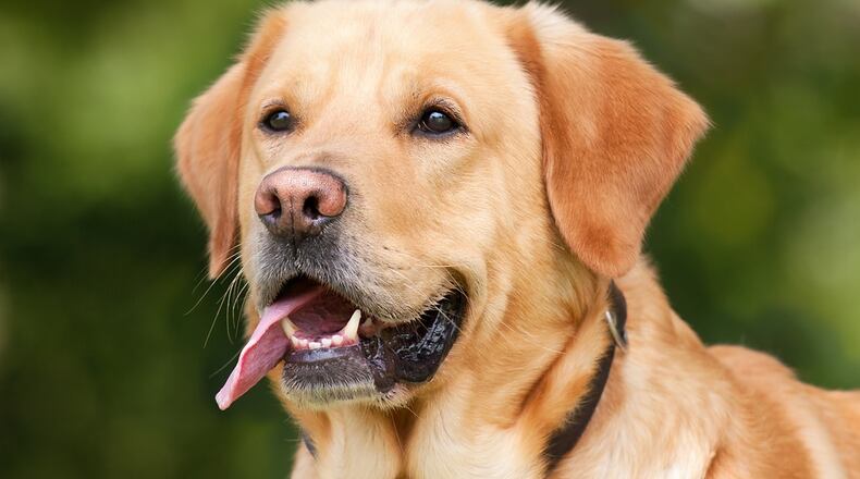 Gwinnett military, first responders, emergency personnel can adopt cats, dogs free during May. Courtesy Gwinnett County