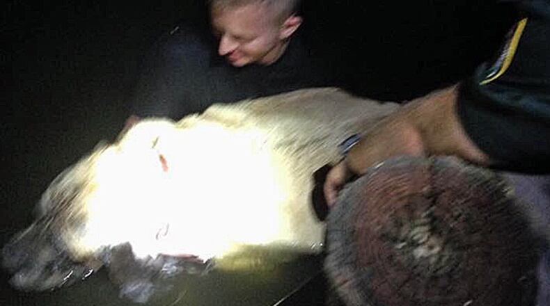 Blind bullmastiff rescued