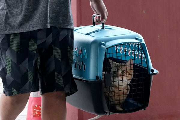 FILE - A pet cat is carried to a cooling station in Houston, Tuesday, July 9, 2024, after Hurricane Beryl slammed into Texas, knocking out power to nearly 3 million homes and businesses. (AP Photo/Eric Gay, File)