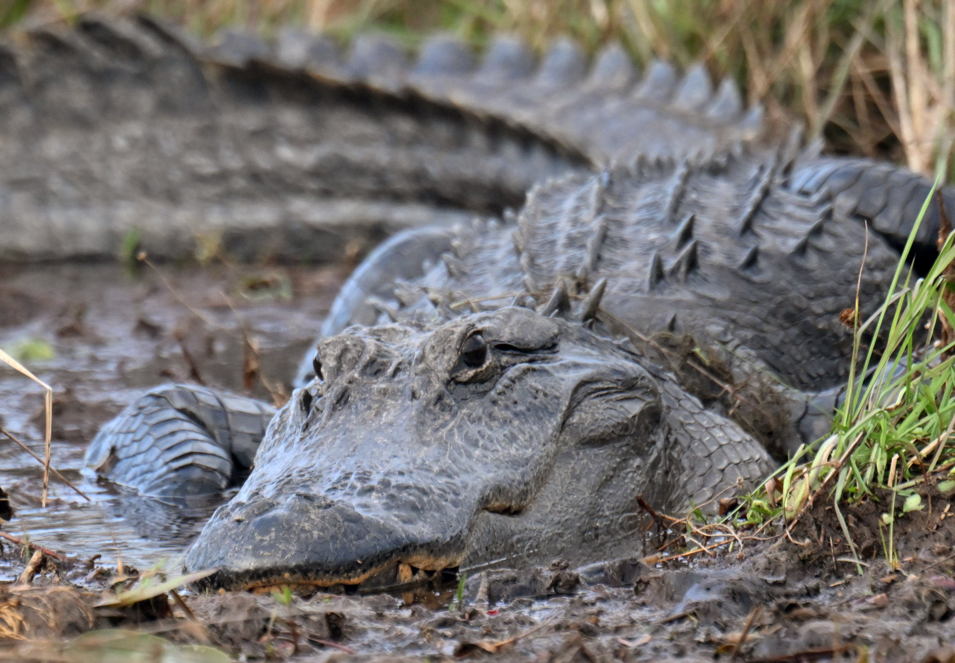 The Okefenokee shelters an astonishing range of wildlife, from the iconic American alligator to various threatened and endangered species. (Hyosub Shin/AJC 2024)