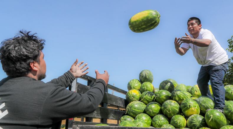 Daniel Valle, left, and Jorge Aguilar of PM Produce unload watermelons at the Atlanta State Farmers Market in Forest Park . This year Georgia voters will select the state's next agriculture commissioner, who oversees a department with responsibilities that include enforcing food safety regulations, marketing Georgia crops, and verifying the quality and quantity of motor fuels sold at pumps. (John Spink / John.Spink@ajc.com)