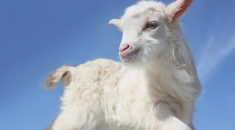 American Airlines has updated its emotional support animal policy. It has banned, among other animals, goats, and requires a form signed by a mental health professional confirming a passenger requires an emotional support animal. (Dreamstime)