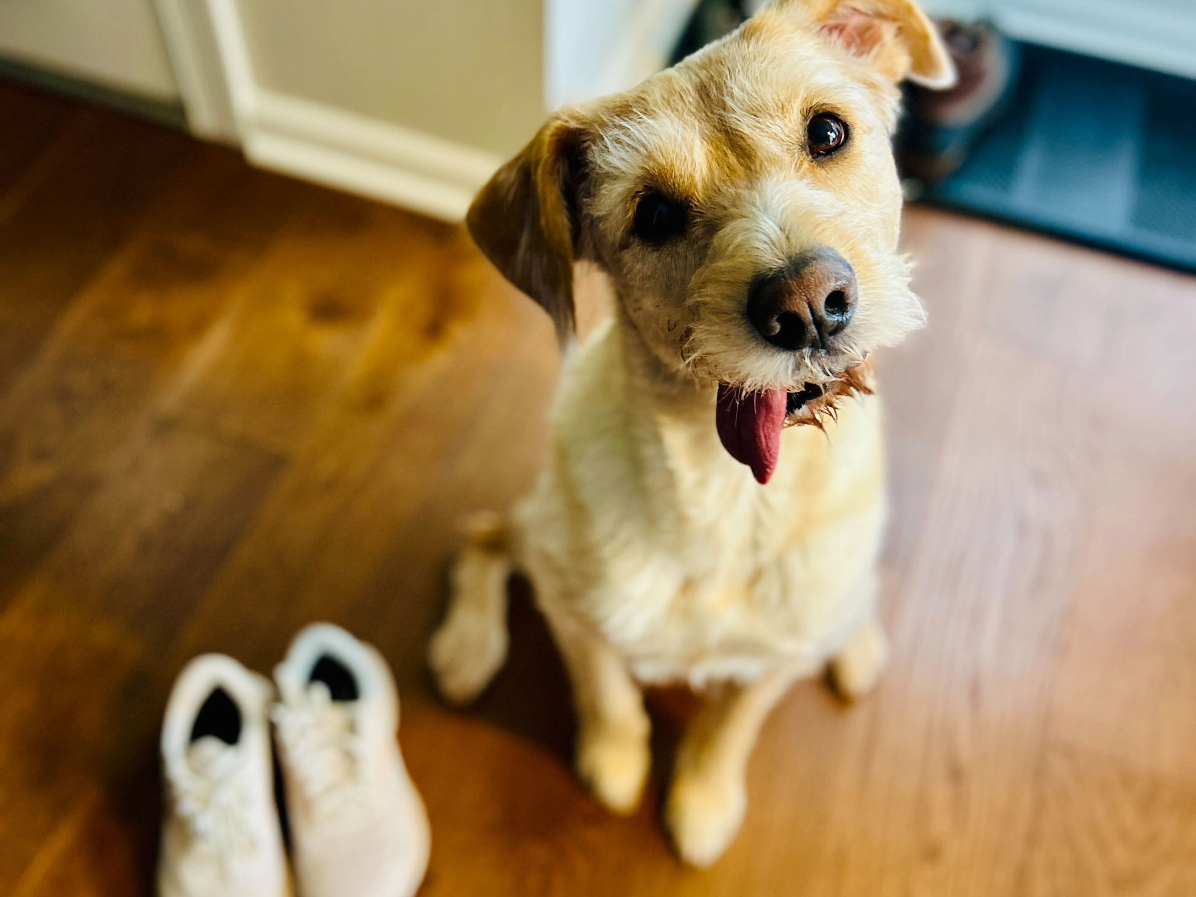 Aspen is always ready for a run or walk outside.