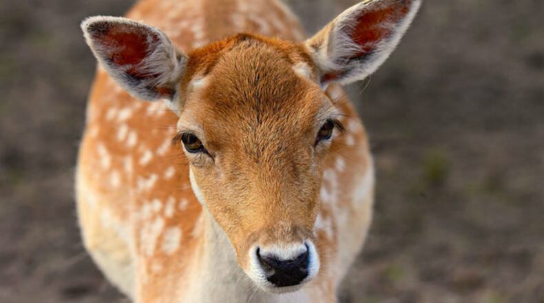 FILE PHOTO: A deer went on a run through an Ohio Walmart Thursday afternoon.