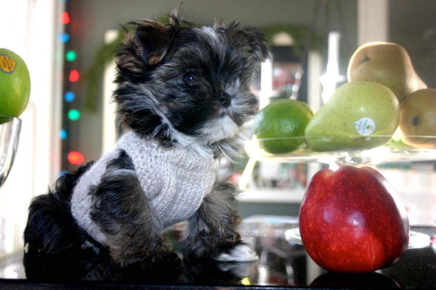 Cutest Critter Contest Favorites