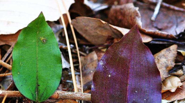 These two leaves are from native crane-fly orchids. Each plant produces only one leaf in late fall and lasts through winter. Each leaf's top surface (left) is a dull green, but its bottom (right) is a glossy purple.
Courtesy of Fineau/Creative Commons