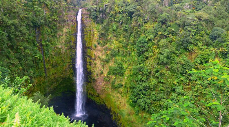 Dropping 442 feet, the Big Island’s Akaka Falls is more than double the height of Niagara Falls. (Brian J. Cantwell/Seattle Times/TNS)