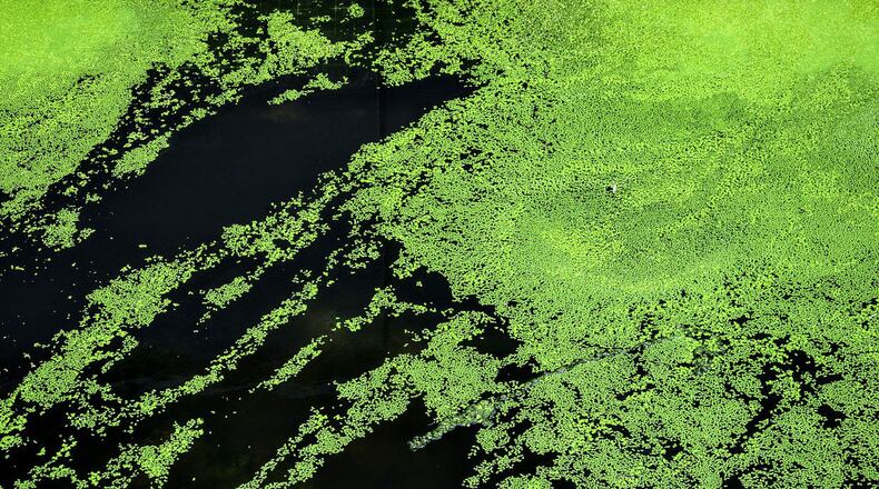 Ohio is prepared to spend millions in an effort aimed at cleaning up pollution, including algae, in the state's waterways. Algae blooms have become a major problem in all 50 states and the toxins from some blooms can cause illnesses in some people.