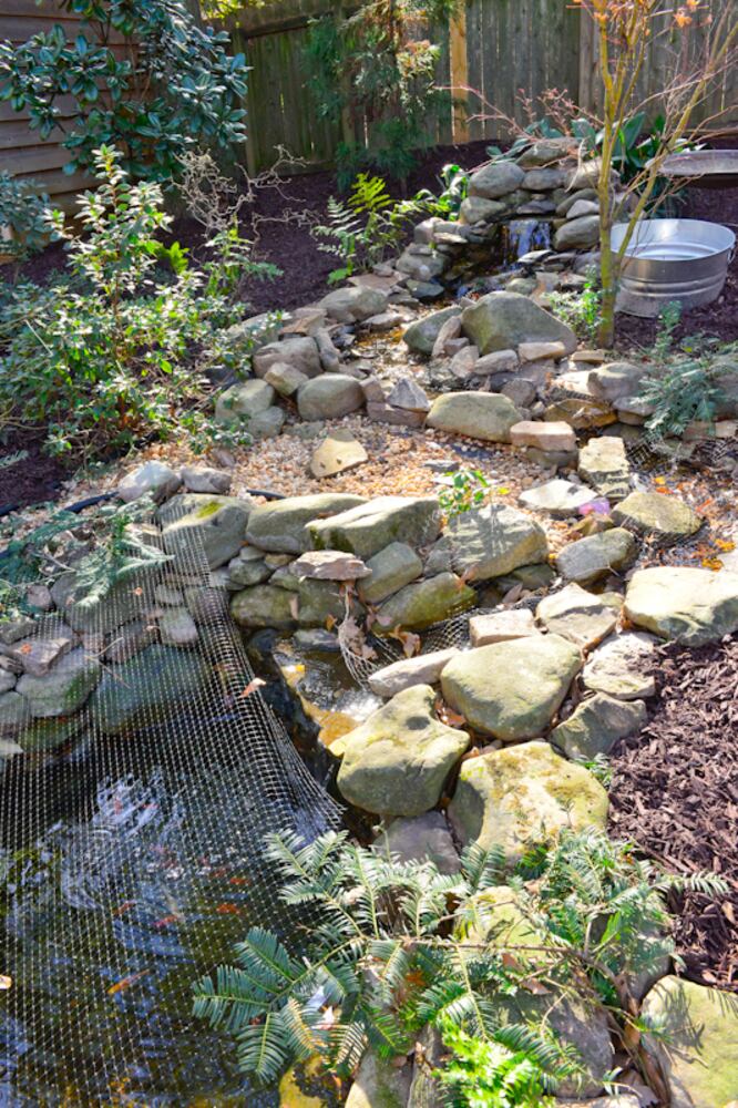 Koi pond