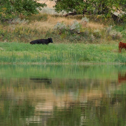 FILE - Cows graze along a section of the Missouri River that includes the Upper Missouri River Breaks National Monument on Sept. 19, 2011, near Fort Benton, Mont. (AP Photo/Matthew Brown, File)