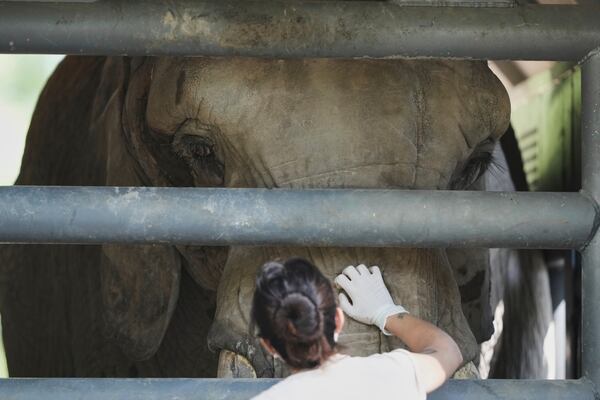 A female African elephant named Pupy is touched by a worker at the Ecoparque in Buenos Aires, Argentina, Tuesday, March 25, 2025, as she is trained for her relocation to a sanctuary in Brazil. (AP Photo/Natacha Pisarenko)