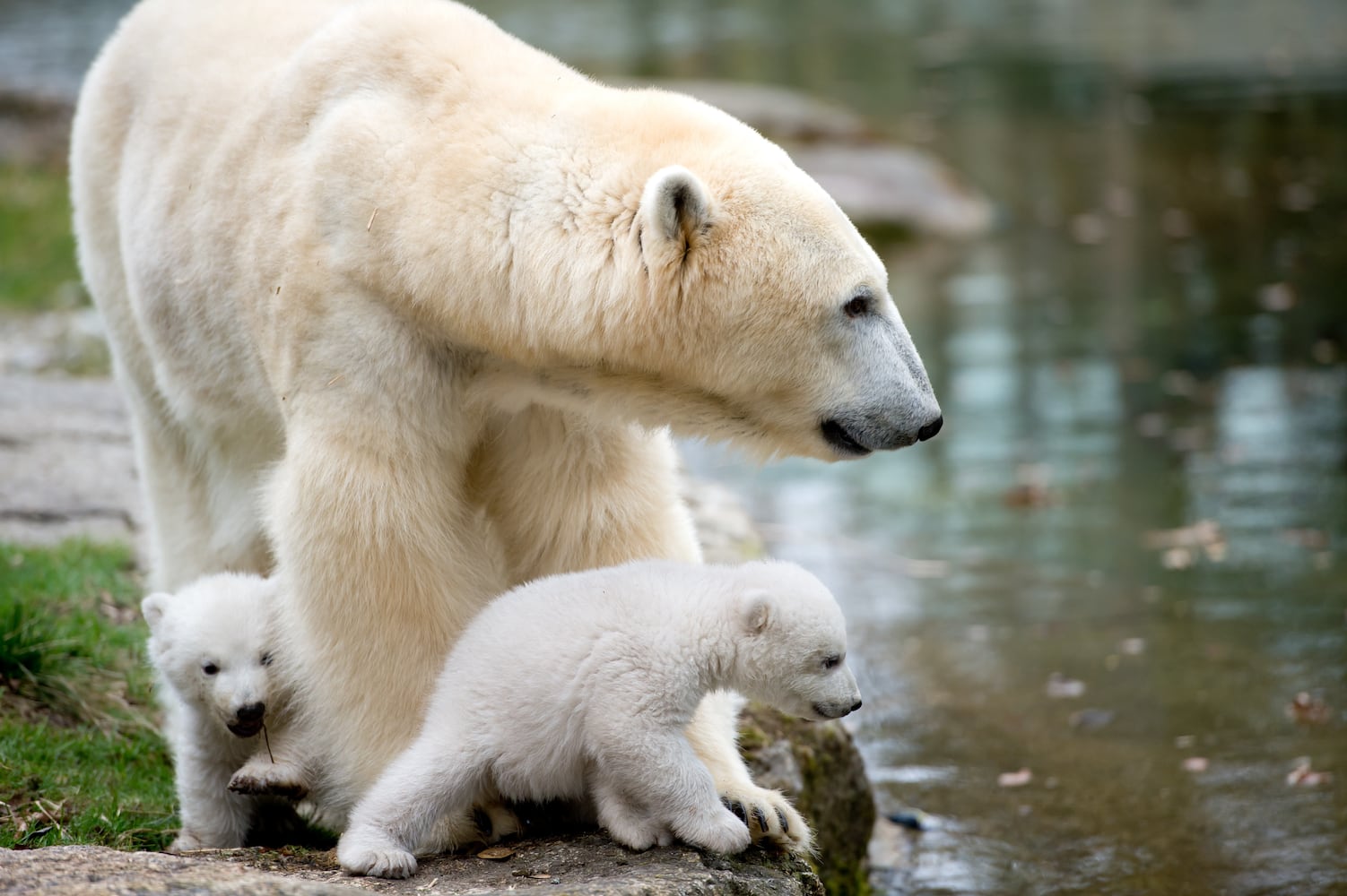 Baby zoo animals, March 2014