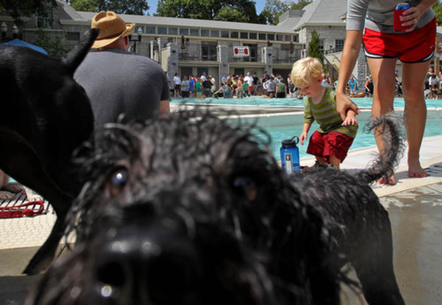 Atlanta's Splish Splash Doggie Bash