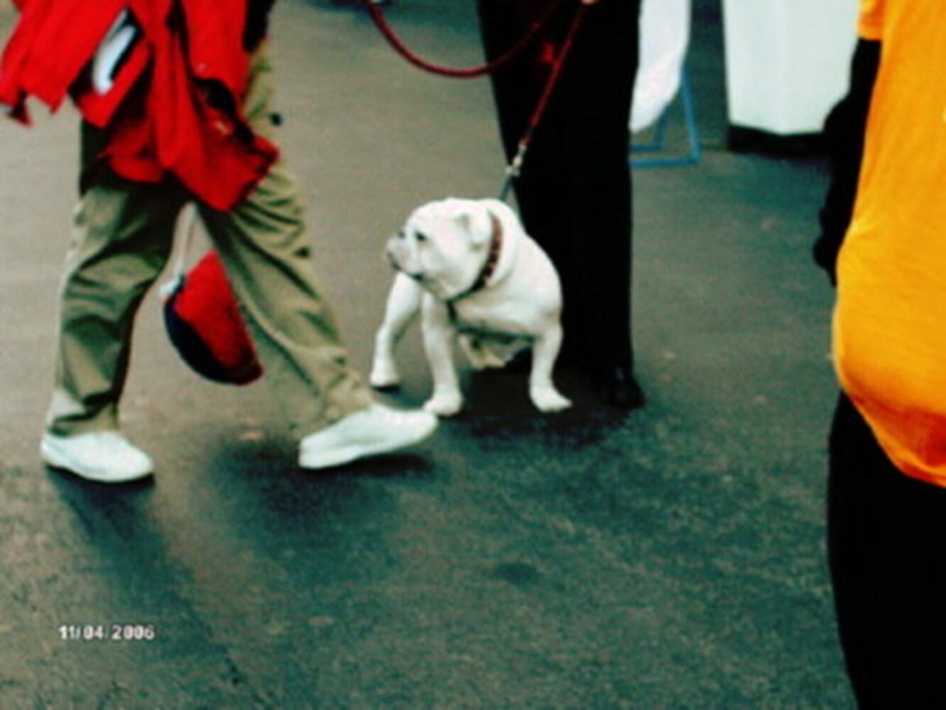 Fans pictures of Uga VI -- No. 1