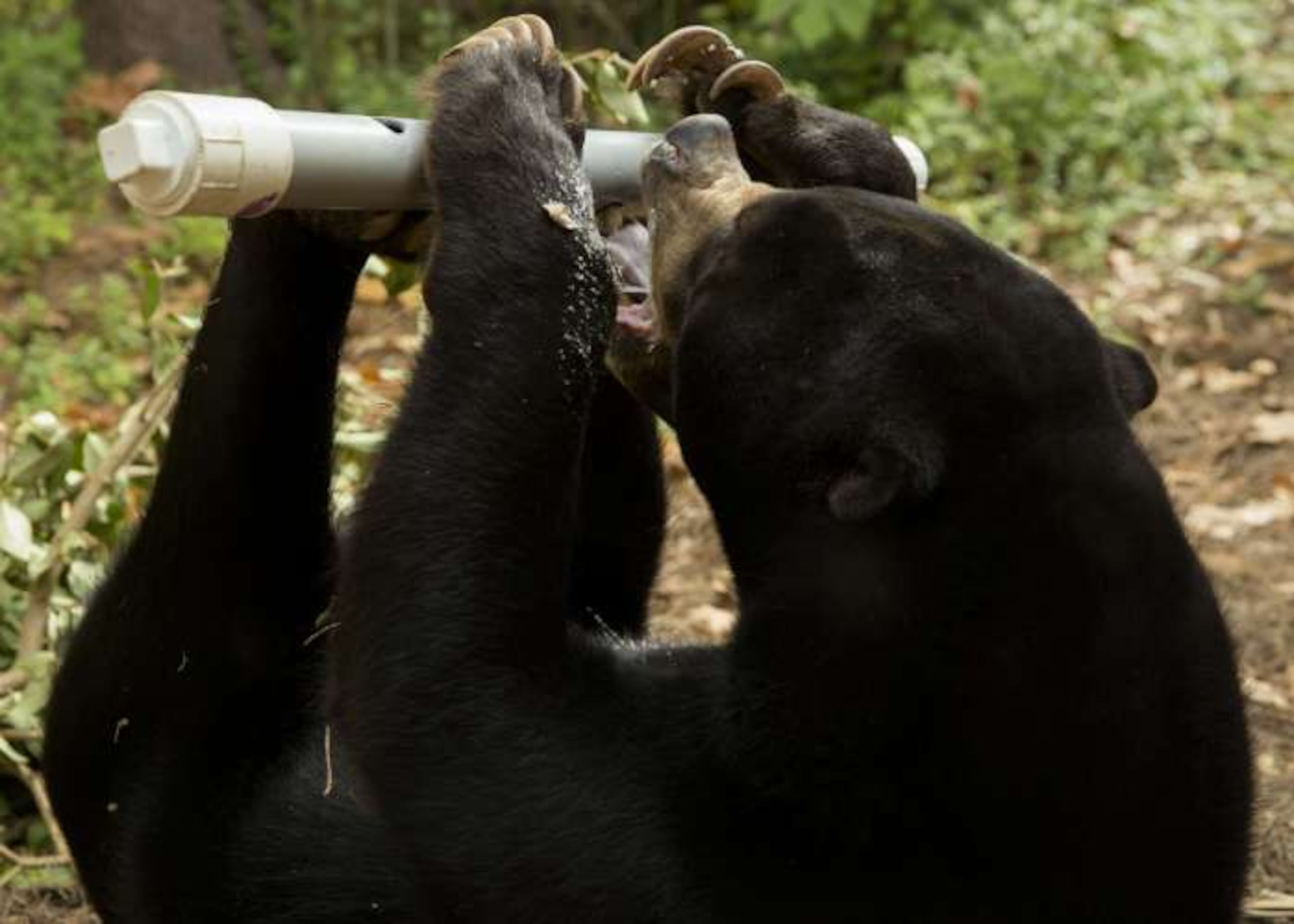 Watch Zoo Atlanta animals as they get treats, play with puzzles and more at Play the Animal Way.