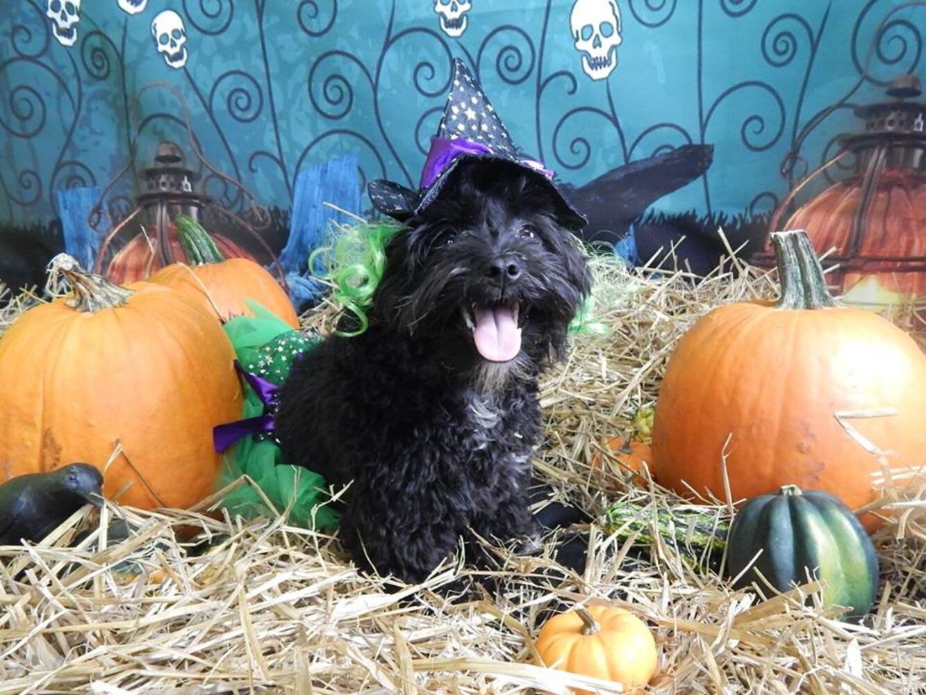 Photos: Halloween 2014 at Bark ATL dog day care