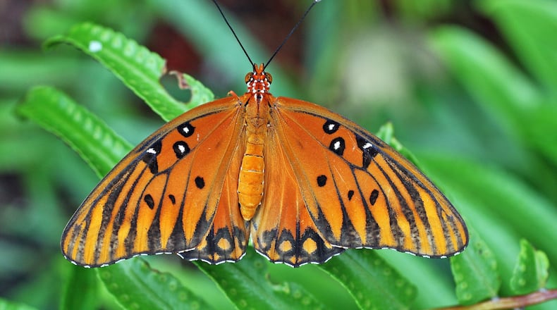 The Gulf fritillary butterfly, also known as the passion butterfly, lays its eggs exclusively on the purple passion-flower vine, it’s “host plant.” Its caterpillars won’t eat any other plant. CREATIVE COMMONS/Wikipedia