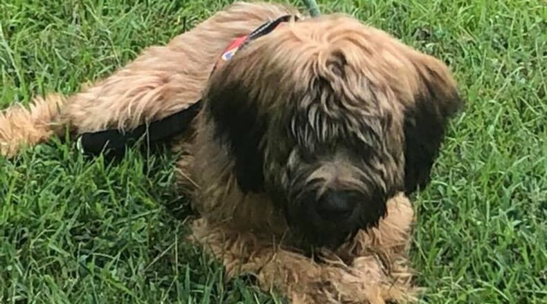 Teddy (via Boston25News.com)