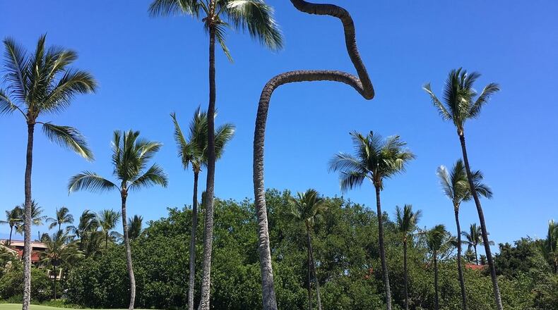 Jim Graves of Atlanta shared this photo he named“Palm tree with an attitude.” He said it was taken while golfing in Kona, Hawaii.