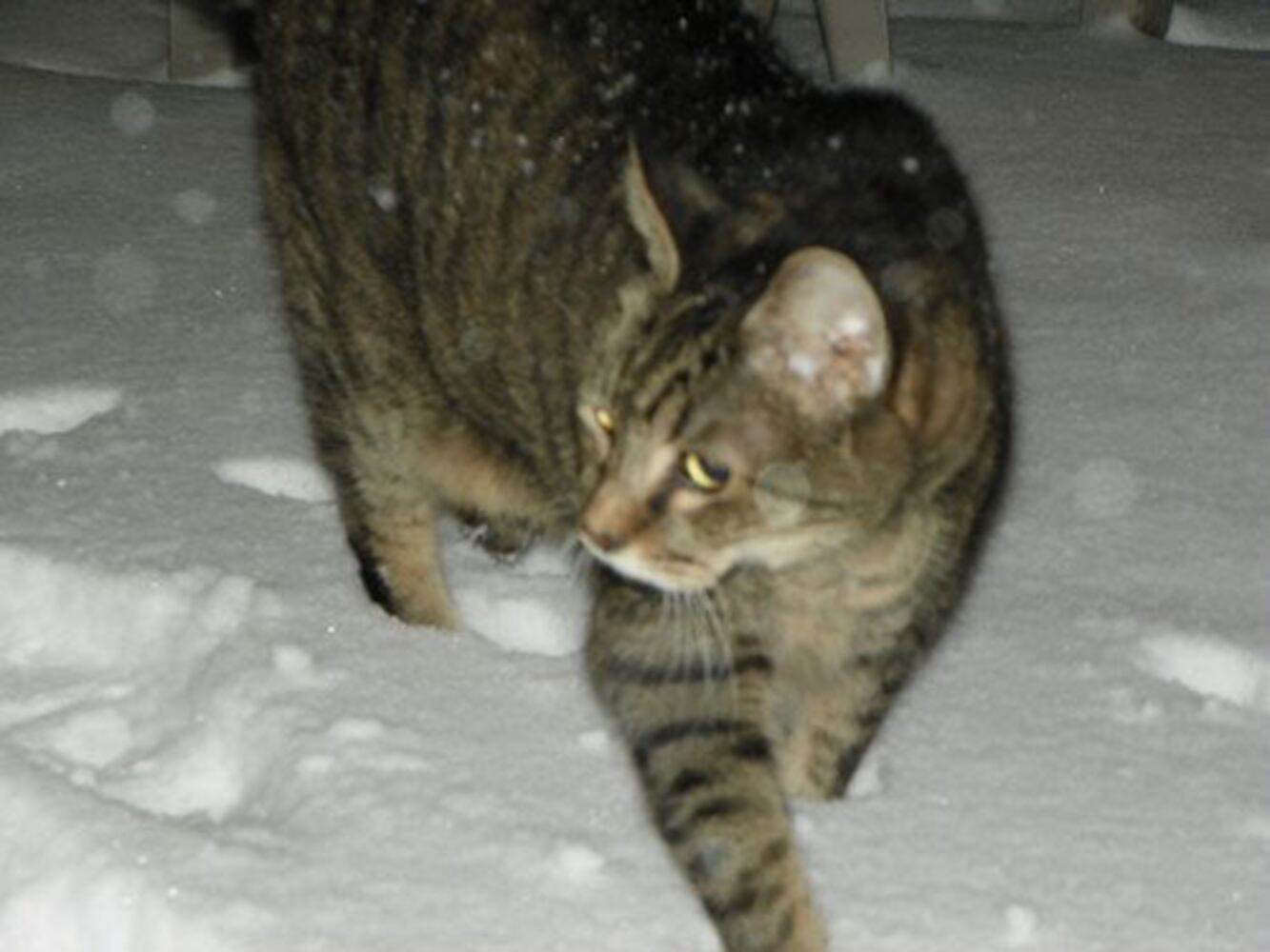 Atlanta snow | AJC readers' winter storm photos