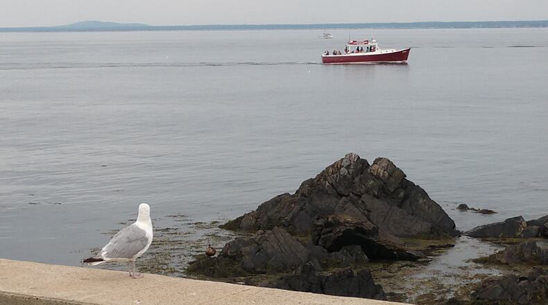 Dan Triscritti of Roswell shared this photo from his 2019 summer vacation in Kennebunkport Maine. He called it "Low tide in the clam flats."