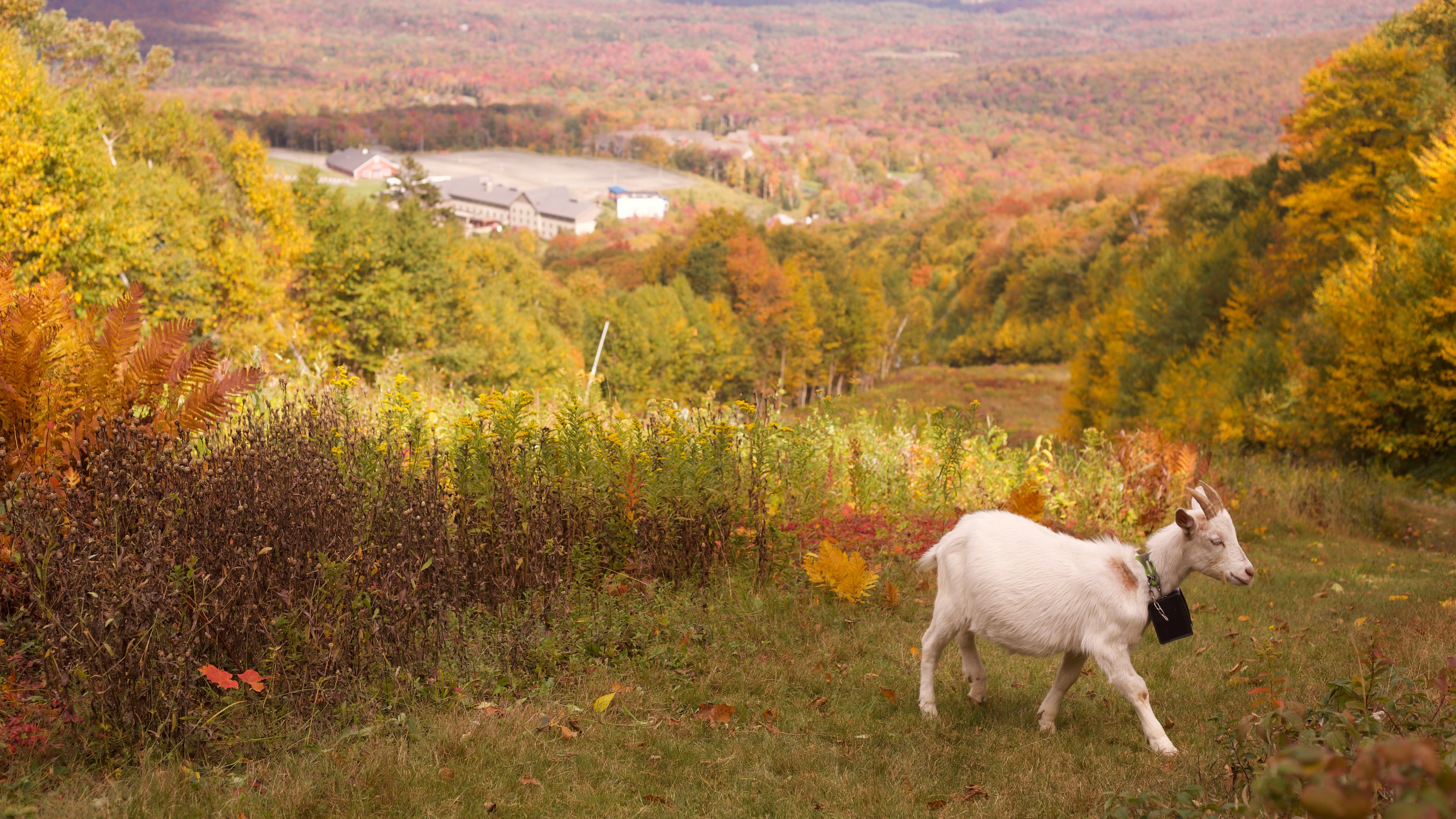 A goat wearing a geofence collar walks on a ski slope at Jay Peak Resort, Friday, Sept. 26, 2025 in Jay, Vt. (AP Photo/Amanda Swinhart)