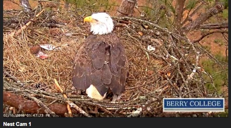Mama Eagle keeps the B6 eaglet warm in her nest at Berry College. (Credit: Berry College)