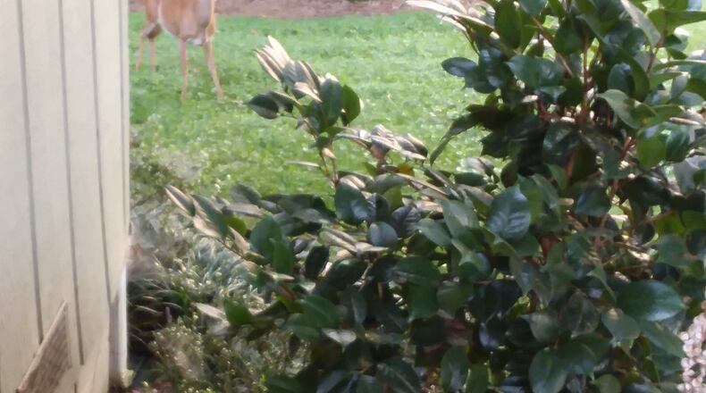 Catherine Beckham said her family named this deer named Blondie because she is very light colored. “She sometimes greets us at the back door to listen to my blabbering,” she wrote. “They can appear almost tame when there is an abundance of vegetation to be eaten.”