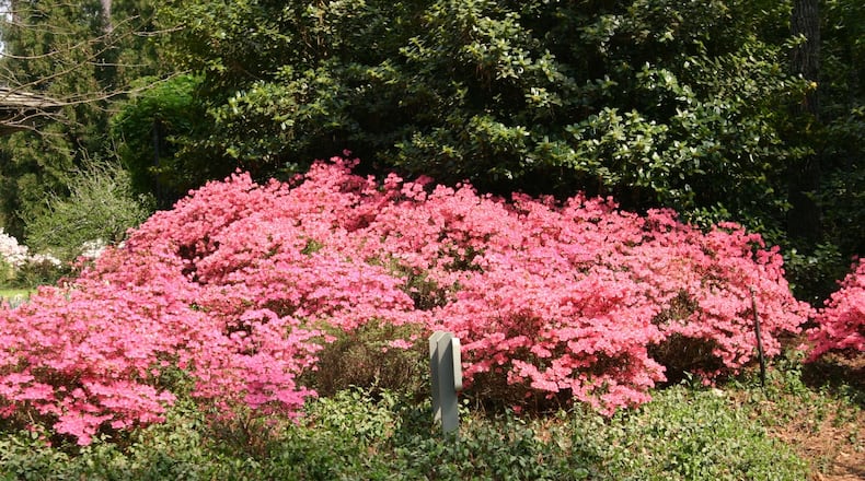 For good azalea flowering every year, avoid removing more than 25 percent of the foliage in any one season. WALTER REEVES