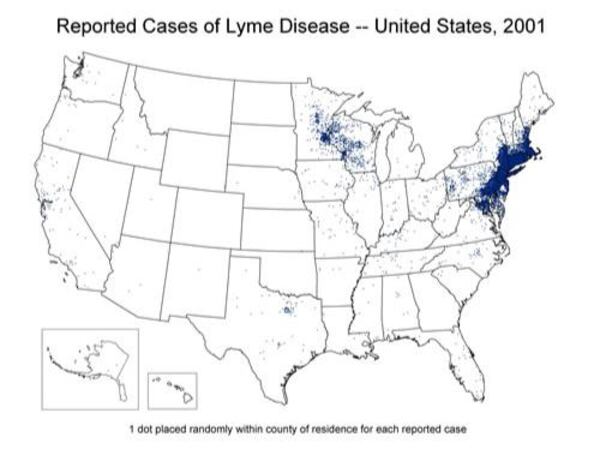 Lyme disease is the most commonly reported tickborne infection in the United States, according to the Centers for Disease Control and Prevention.