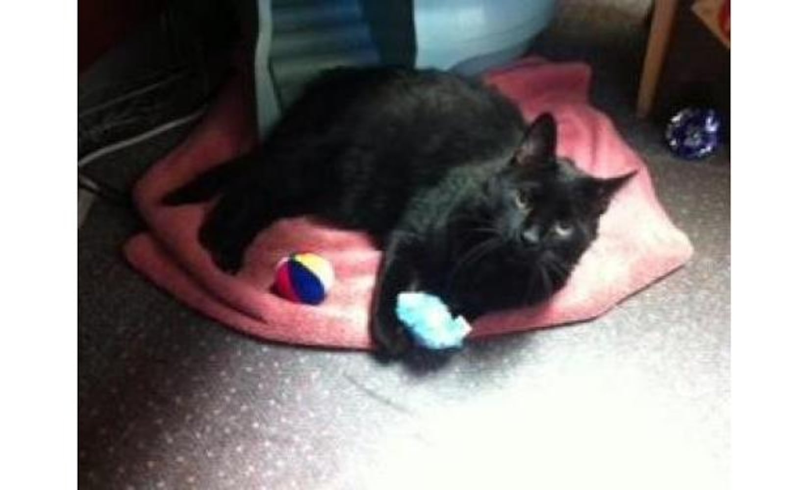 Black cats you can save on Friday the 13th