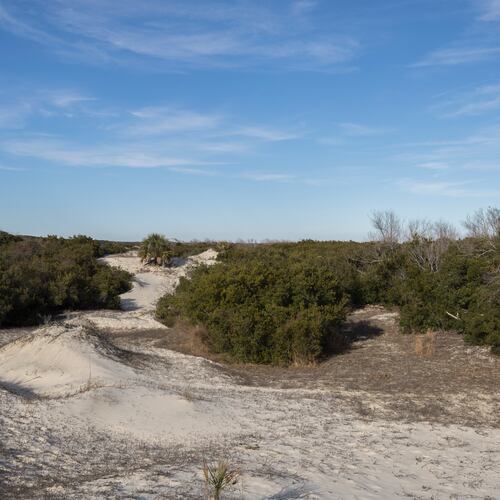 Rolling sand dunes protect the maritime forest from the Atlantic ocean in Cumberland Island. (Stephen B. Morton/AJC 2022)