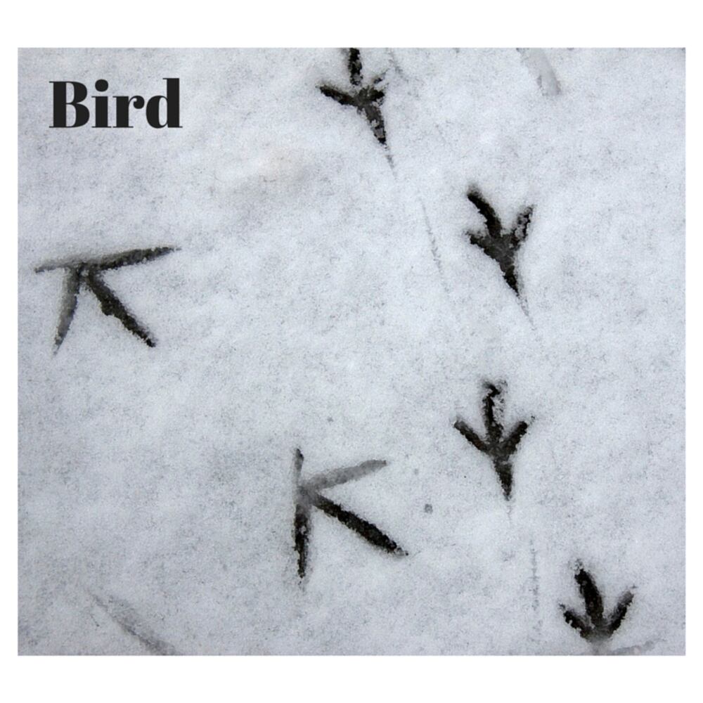 Can you identify these animal tracks?