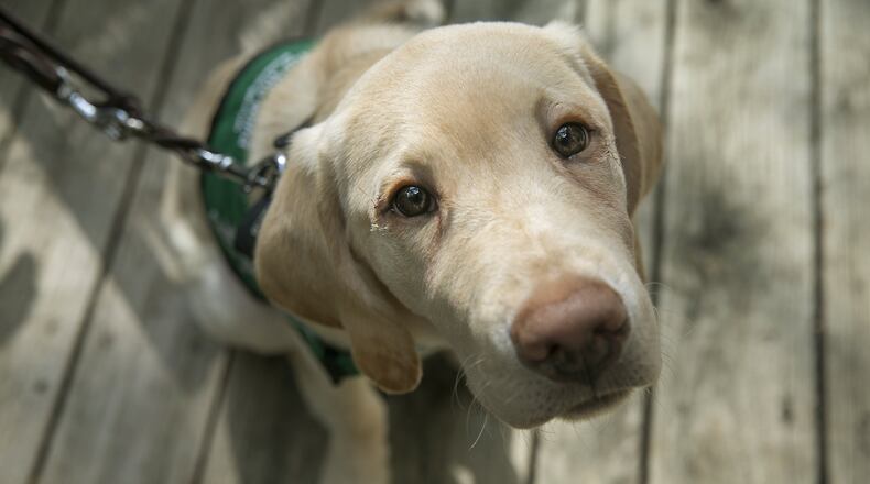 More than 200 dogs, cats and barn animals are free to adopt for the rest of the year.