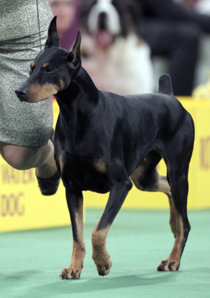 136th Annual Westminster Kennel club dog show
