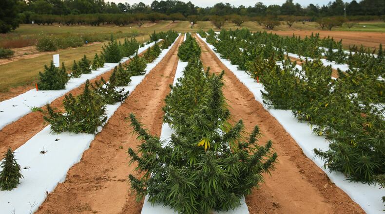 Hemp is being grown legally in a field at the University of Georgia’s Durham Horticulture Farm in Watkinsville. After the Georgia last year passed the Hemp Farming Act, the university began researching how to grow hemp in Georgia’s climate and whether it will be viable for farmers. (Photo/Austin Steele for the Atlanta Journal-Constitution)